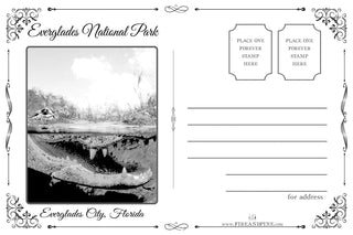 FP0505 - Everglades National Park, FL GATOR Printed Postcard (Standard)