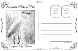 FP0505 - Everglades National Park, FL HERON Printed Postcard (Standard)