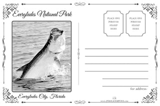 FP0505 - Everglades National Park, FL TARPIN Printed Postcard (Standard)