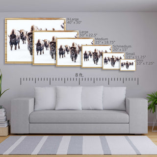 Herd of Bison