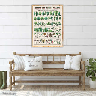 School and Family Charts - Botanical, forms of leaves, stems, roots, and flowers