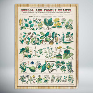 School and Family Charts - Botanical, Economical Uses of Plants