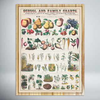 School and Family Charts - Botany, Economical Uses of Plants
