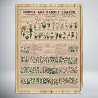 School and Family Charts - Botany, The Classification of Plants