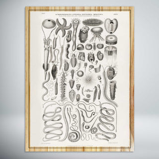 Enchinodermata, Entozoa, Infusoria, Mollusca by Oliver Goldsmith