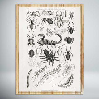 Entomology - Arachnids, Myriapoda by Oliver Goldsmith