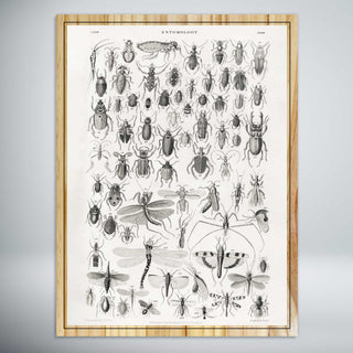 Entomology, Winged Insects by Oliver Goldsmith