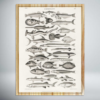 Ichthyology, Long Fish by Oliver Goldsmith