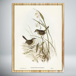 Striated Reed Lark by Elizabeth Gould