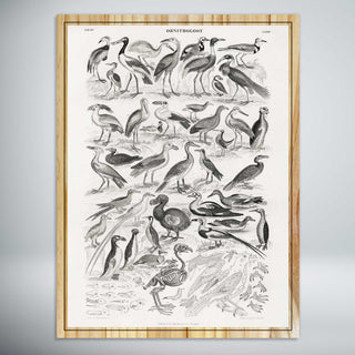 Ornithology Extinct by Oliver Goldsmith