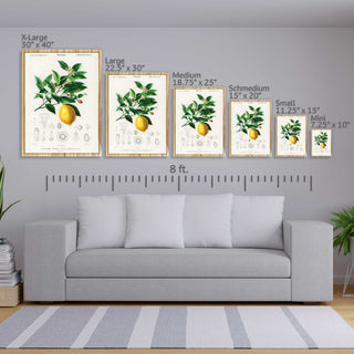 Lemon by Charles Dessalines D'Orbigny