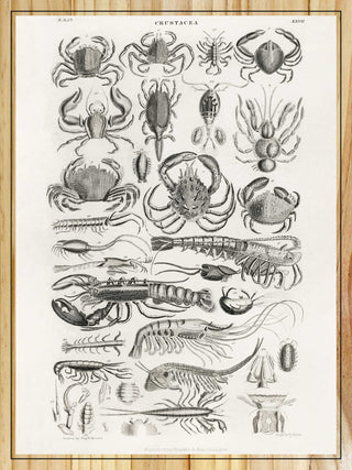 Crustacea by Oliver Goldsmith