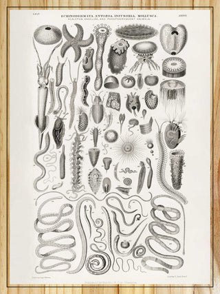 Enchinodermata, Entozoa, Infusoria, Mollusca by Oliver Goldsmith