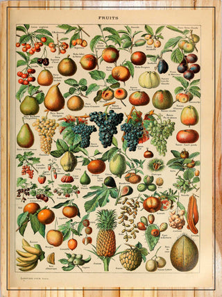 Fruits by Adolphe Millot