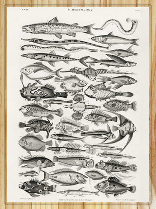 Ichthyology, Long Fish by Oliver Goldsmith