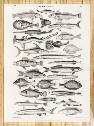 Ichthyology by Oliver Goldsmith