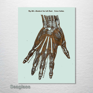 Gray’s Left Hand Muscle - Fire & Pine