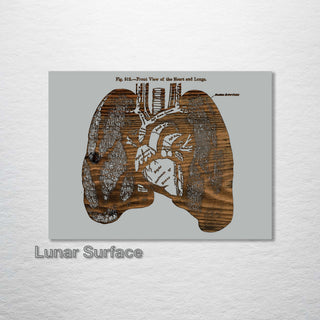 Gray's Lungs Front