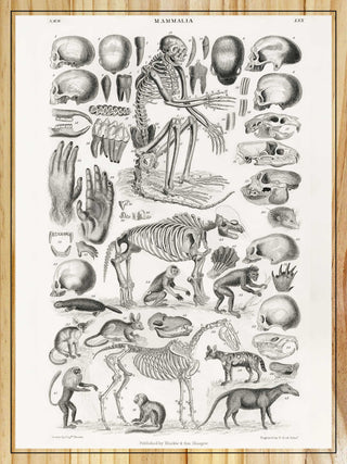 Mammalia Skeletons by Oliver Goldsmith