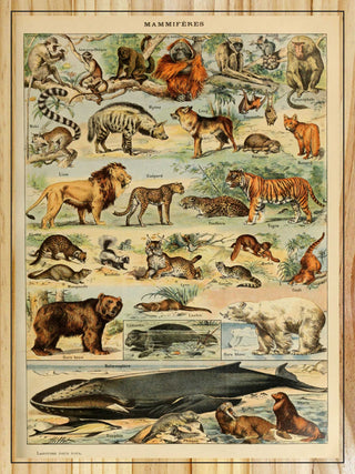 Mammals by Adolphe Millot