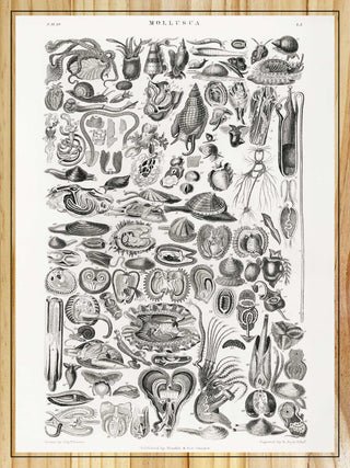 Mollusca by Oliver Goldsmith