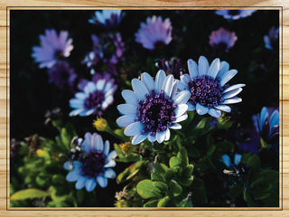 African Daisies