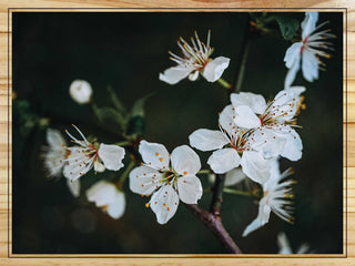 Cherry Blossom Branch
