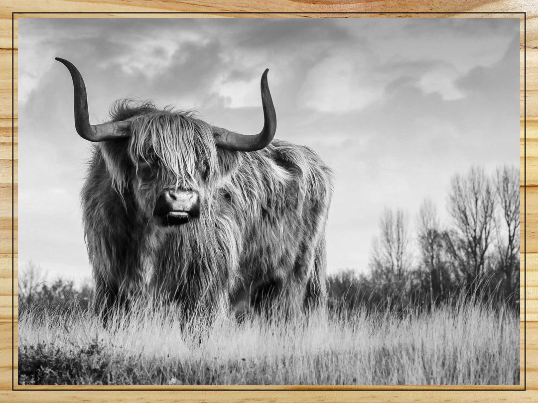 Highland Cattle