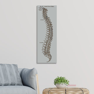 Gray's Anatomy Spine - Fire & Pine